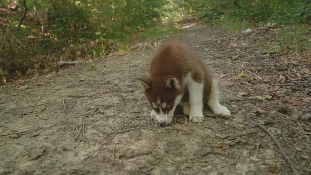 Um cachorro de passeios husky na natureza — Vídeo de Stock