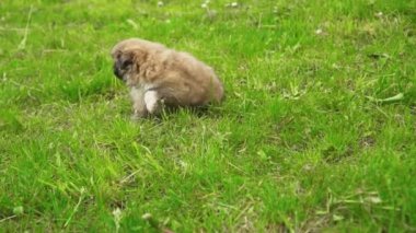 Yeşil çimenlerin üzerinde oturan fino köpek yavrusu