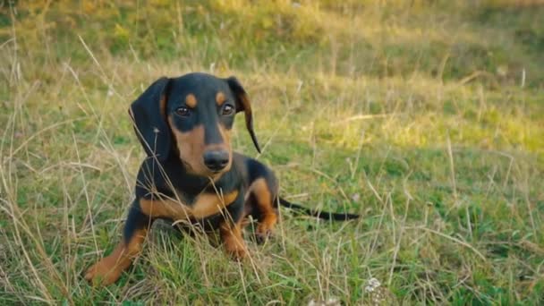 Chien de race Dachshund à l'extérieur 