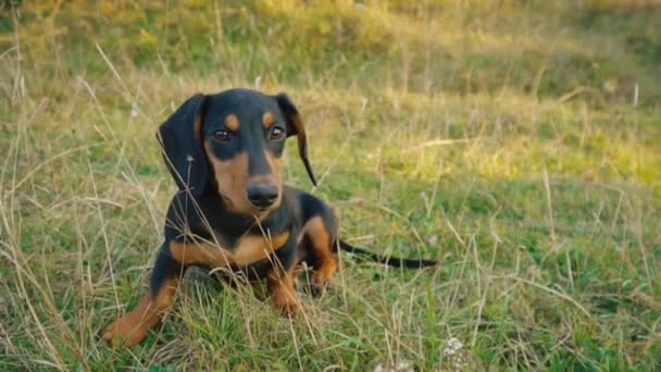 Dachshund doğurmak köpek açık havada — Stok video