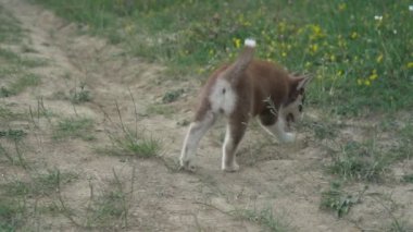 Husky yavrusu üzerinde doğa yürüyüşleri