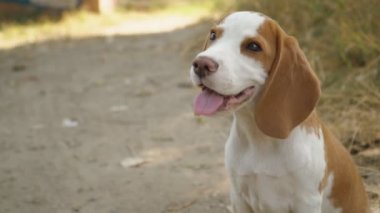 köpek beagle doğada