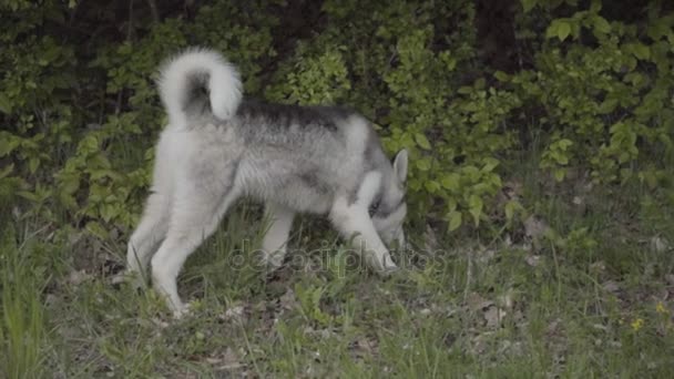 Un perro de la raza Husky está oliendo algo. — Vídeos de Stock