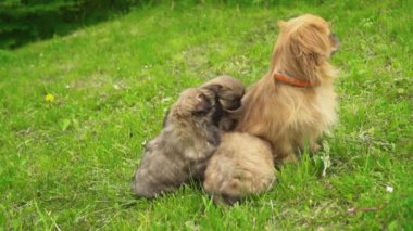 Doğada fino köpekleri