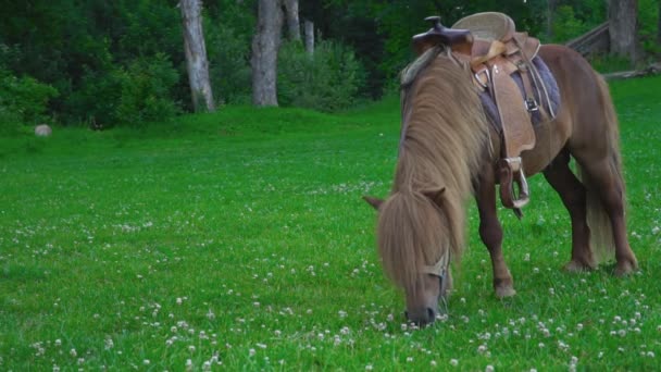 Brown horse pony with a big mane — Stock Video