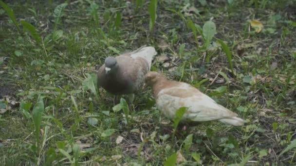 鳩は食べ物を探して — ストック動画