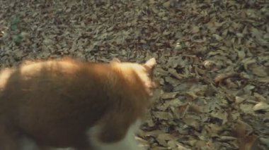 Husky yavrusu üzerinde doğa yürüyüşleri