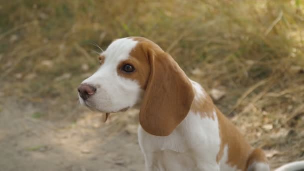 De beagle hond in de natuur — Stockvideo