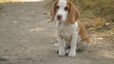 köpek beagle doğada