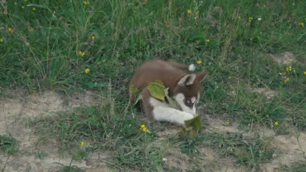 Een pup van husky wandelingen over de aard — Stockvideo