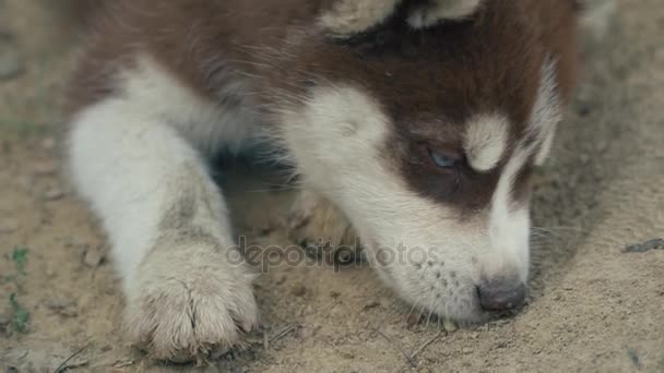 Een pup van husky wandelingen over de aard — Stockvideo