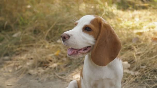 Perro beagle en la naturaleza — Vídeos de Stock