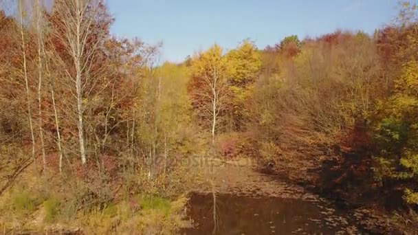 在秋天的树林池塘 — 图库视频影像