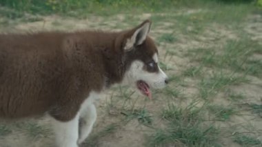 Husky yavrusu üzerinde doğa yürüyüşleri