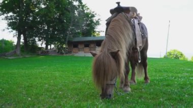 Kahverengi at midilli ile büyük bir yele