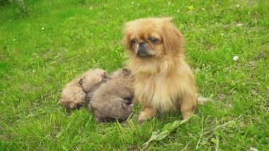 Fino köpekleri birlikte yatıyor musun