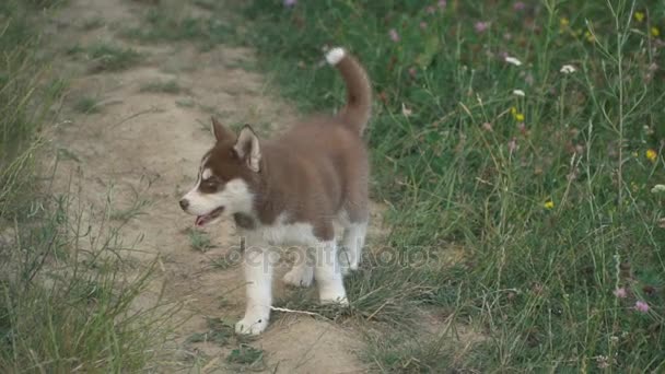 허스키 강아지 성격에 산책 — 비디오
