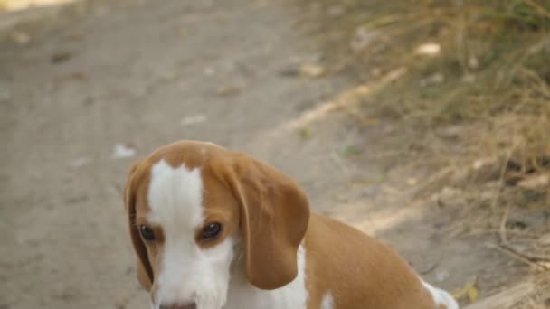 Pies rasy beagle w przyrodzie — Wideo stockowe