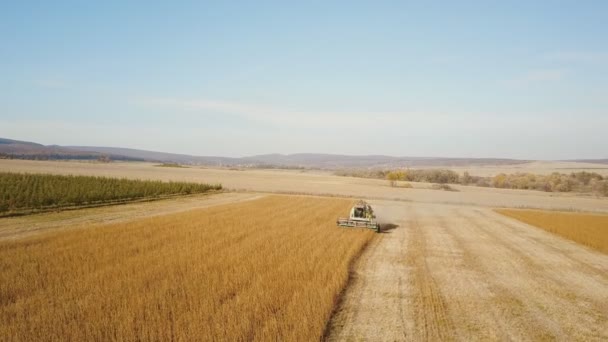 Harvester verzamelt sojabonen te combineren — Stockvideo