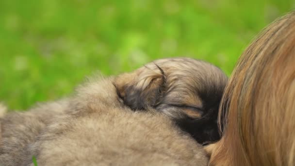 Pekingese Welpen schlafen zusammen — Stockvideo