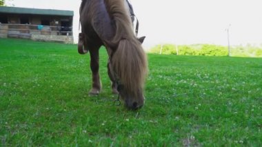Kahverengi at midilli ile büyük bir yele