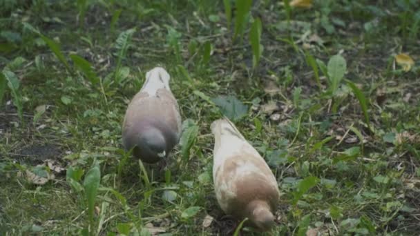 Doves looking for food — Stock Video