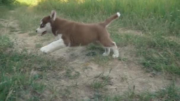 Husky yavrusu üzerinde doğa yürüyüşleri — Stok video