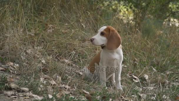 Perro beagle en la naturaleza — Vídeos de Stock