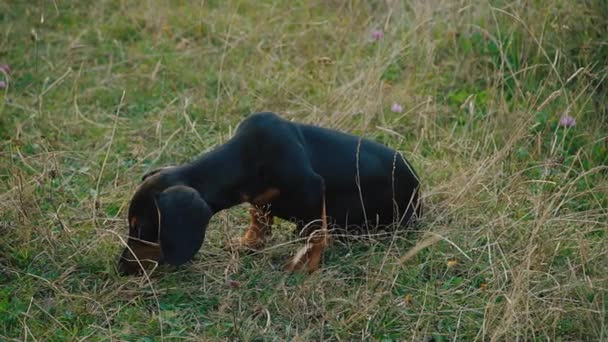 Είδος γερμανικού κυνηγετικού σκύλου σκύλος φυλής σε εξωτερικούς χώρους — Αρχείο Βίντεο