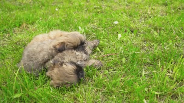 Pekín cachorro sentado en la hierba verde — Vídeos de Stock