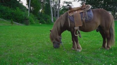 Kahverengi at midilli ile büyük bir yele