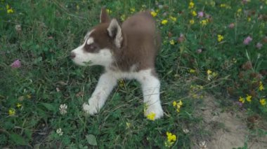 Husky yavrusu üzerinde doğa yürüyüşleri