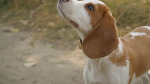 Köpek beagle doğada — Stok video