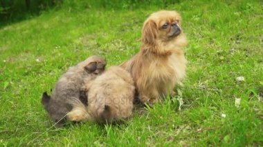 Doğada fino köpekleri