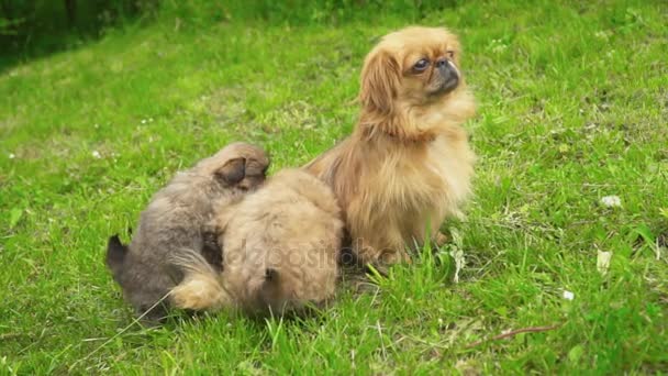 Cães Pekingese na natureza — Vídeo de Stock