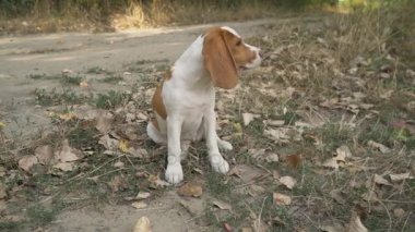 köpek beagle doğada