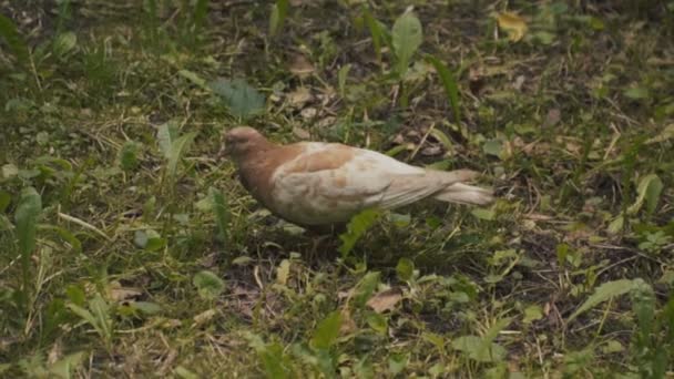 Duif lopen op een groen gazon — Stockvideo