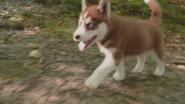 Un cachorro de husky pasea por la naturaleza — Vídeo de stock