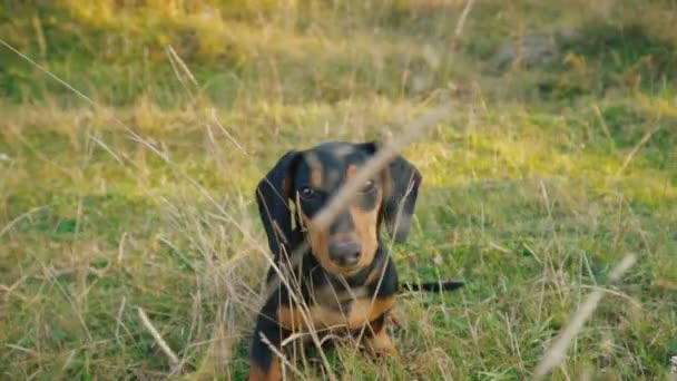 Dachshund raza perro al aire libre — Vídeo de stock