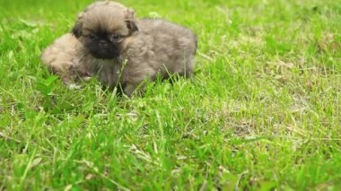 Yeşil çimenlerin üzerinde oturan fino köpek yavrusu