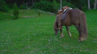 Kahverengi at midilli ile büyük bir yele