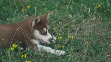 Husky yavrusu üzerinde doğa yürüyüşleri