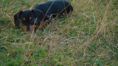 Dachshund doğurmak köpek açık havada