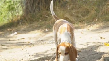 köpek beagle doğada