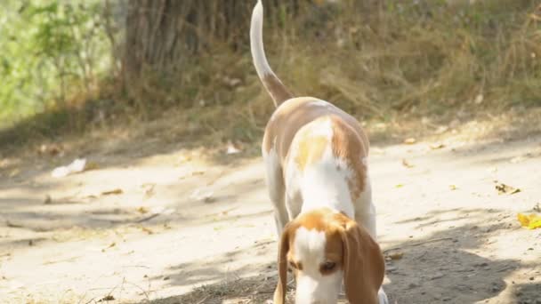 Hund beagle i naturen — Stockvideo