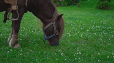 Kahverengi at midilli ile büyük bir yele