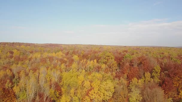 Estanque en el bosque de otoño — Vídeo de stock