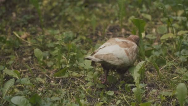 Yeşil çimenlerin üzerinde yürüyüş güvercin — Stok video