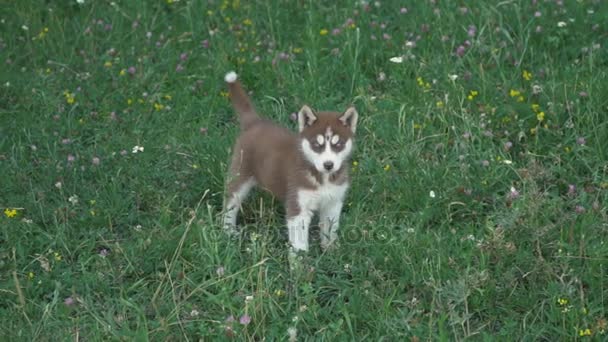 Een pup van husky wandelingen over de aard — Stockvideo