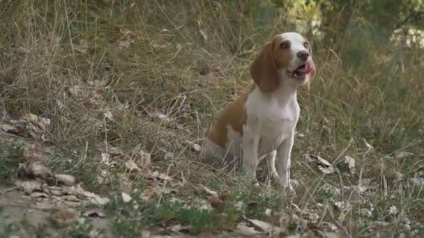 Perro beagle en la naturaleza — Vídeo de stock